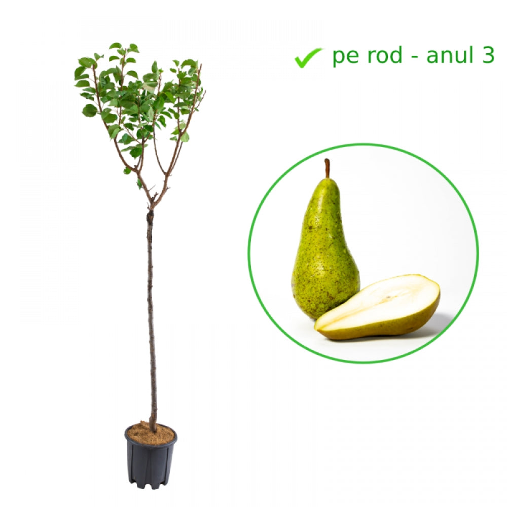 Par Abate Fetel, Pyrus Communis