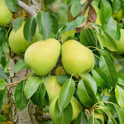 Par Alexander Lucas, Pyrus Communis