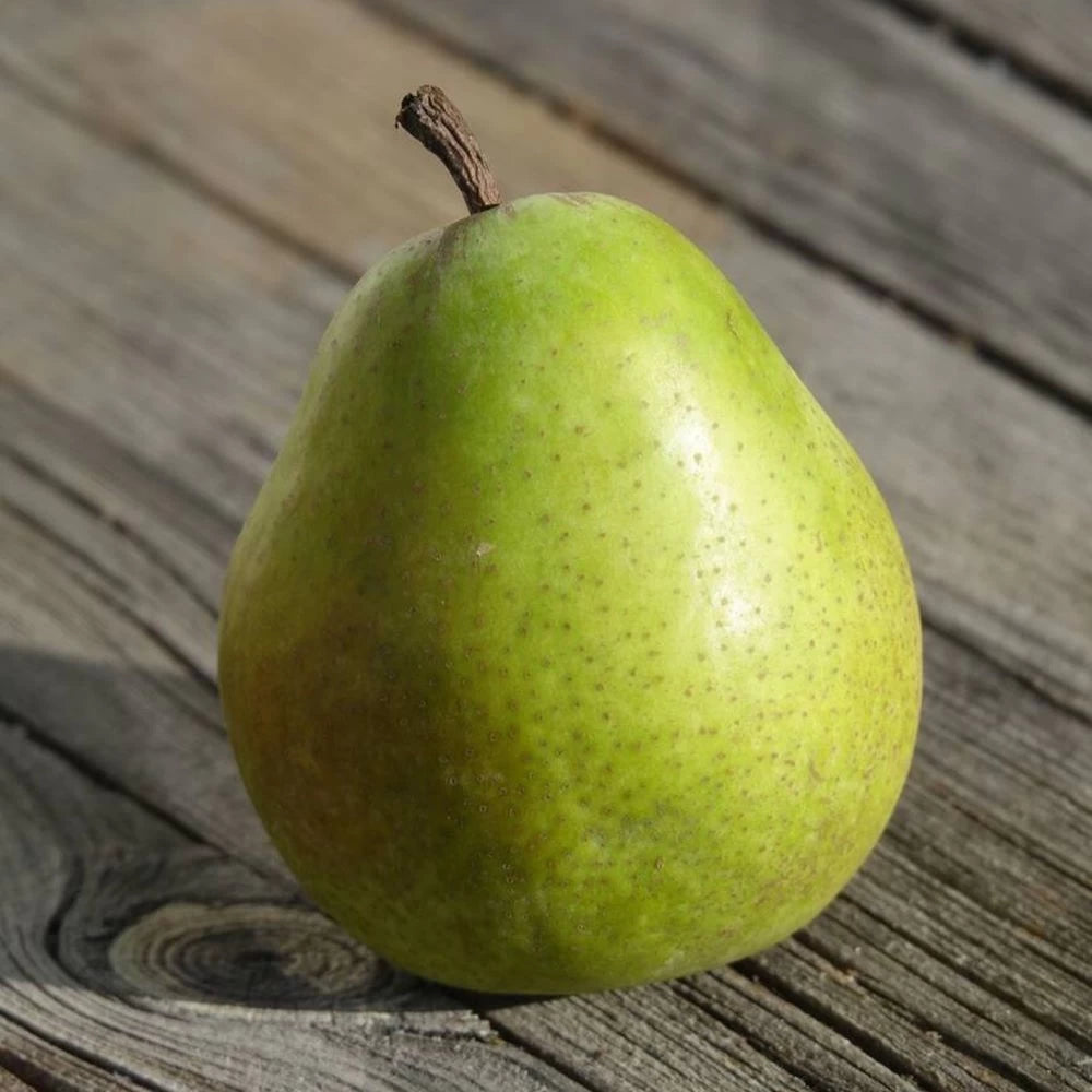 Par Alexander Lucas, Pyrus Communis