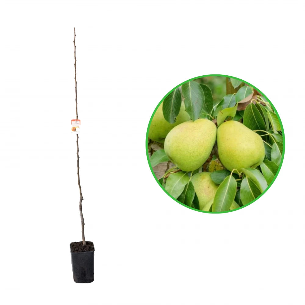 Par Alexander Lucas, Pyrus Communis