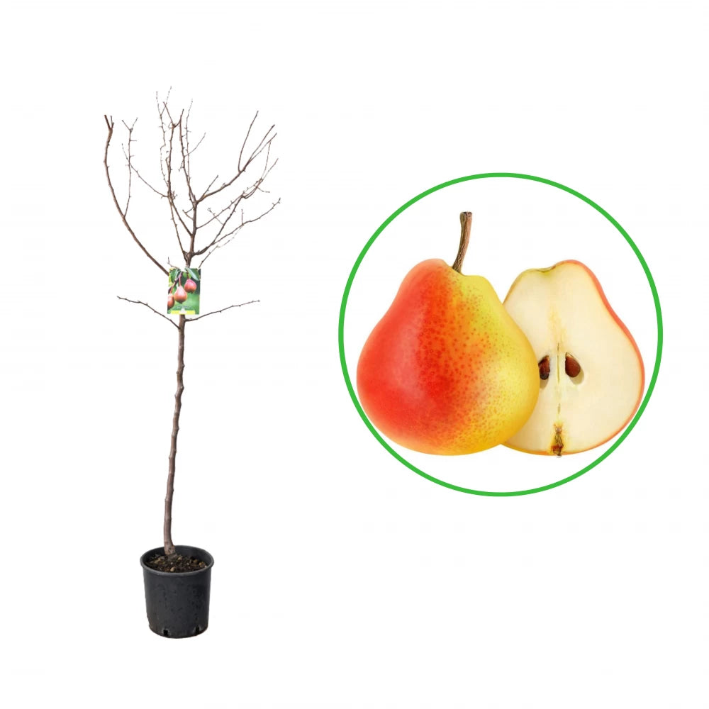 Par Angelica, Pyrus Communis