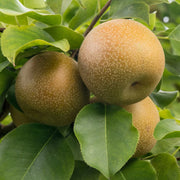 Par Asiatic Nashi Kosui, Pyrus Pyrifolia