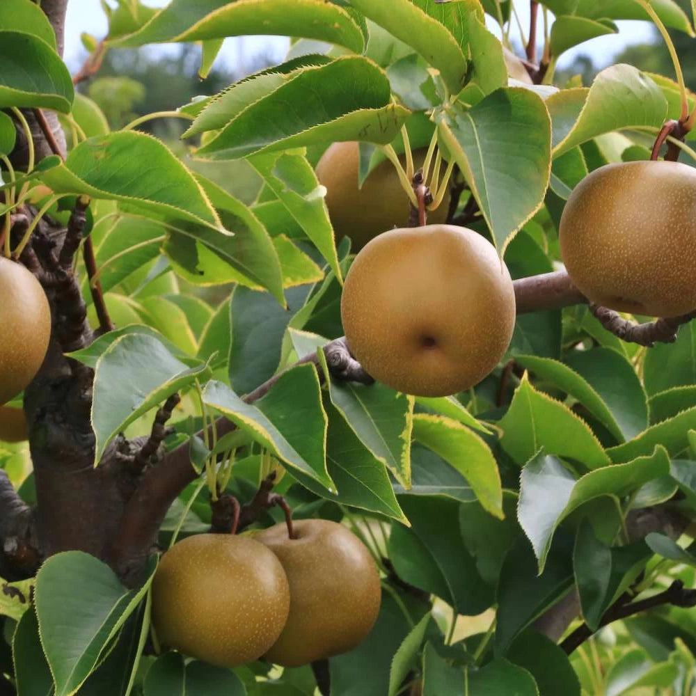 Par Asiatic Nashi Kosui, Pyrus Pyrifolia