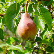 Par Bella di Giugno, Pyrus Communis