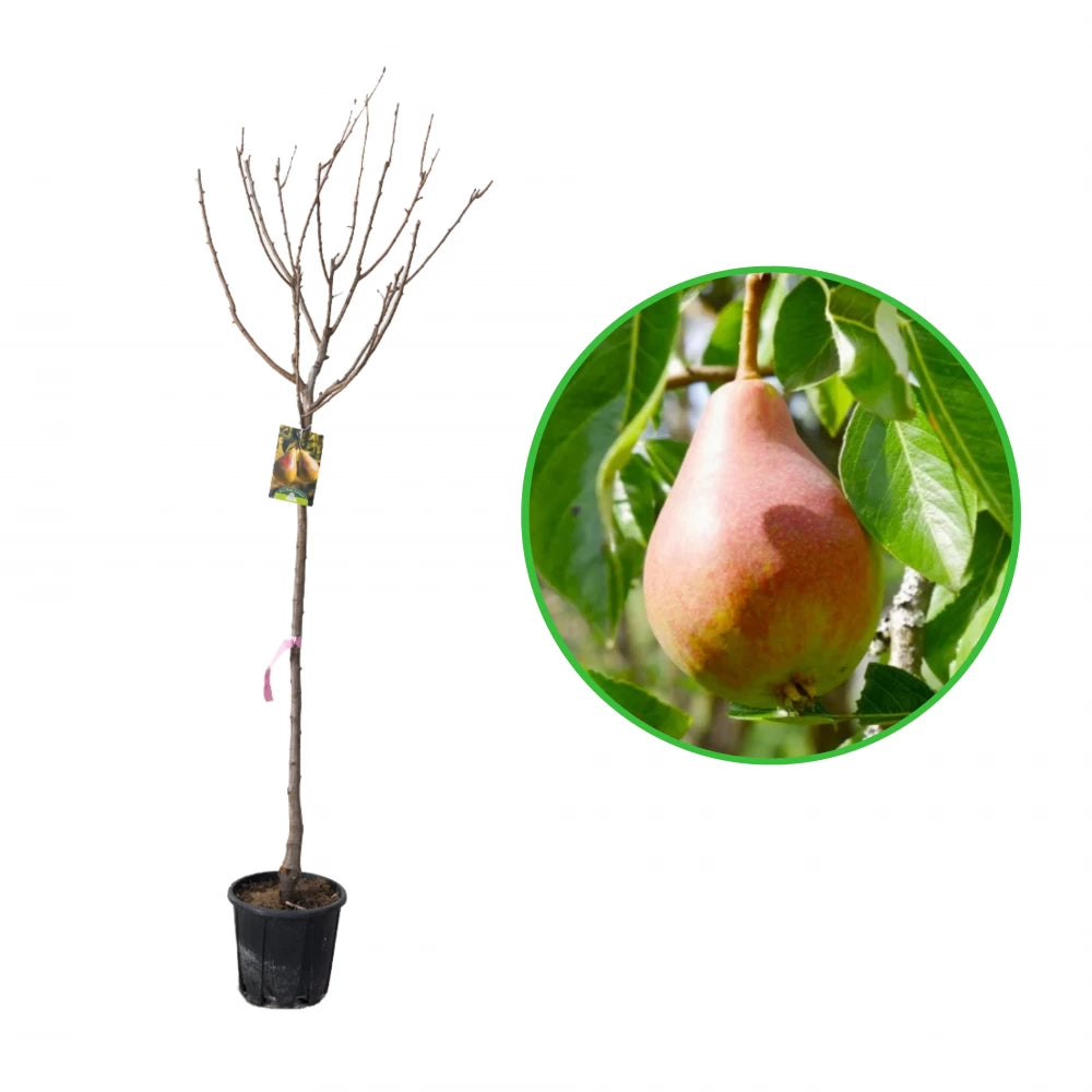 Par Bella di Giugno, Pyrus Communis