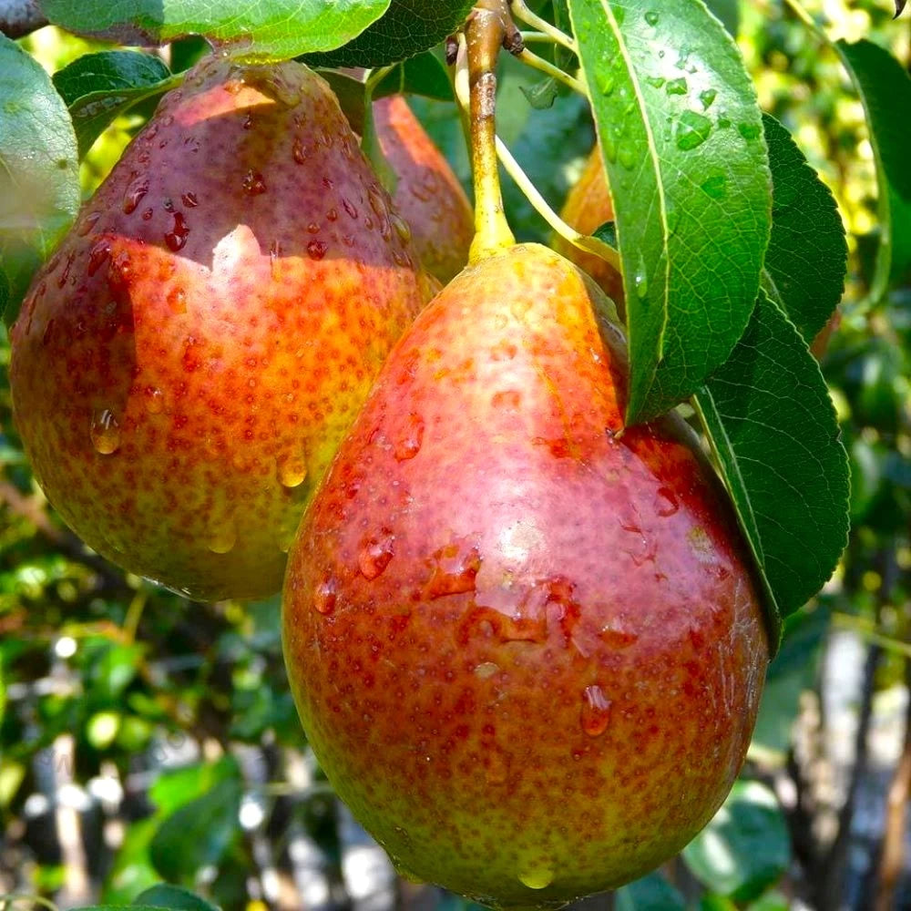Par Bonne Louise a Avranches, Pyrus Communis