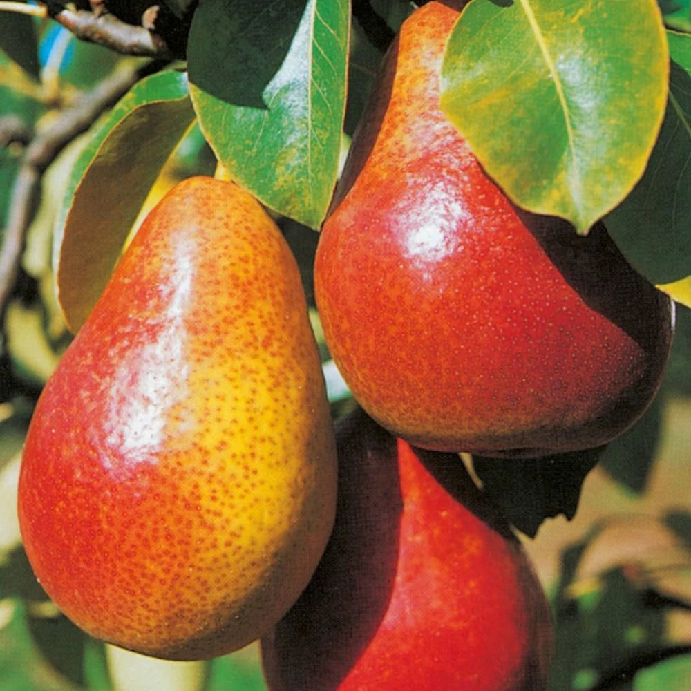 Par Bonne Louise a Avranches, Pyrus Communis