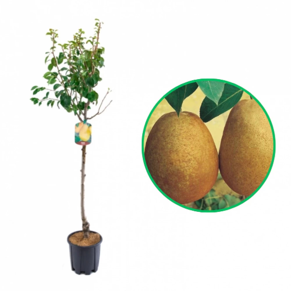 Par Butirra Hardy, Pyrus Communis