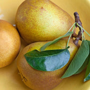 Par Butirra Hardy, Pyrus Communis