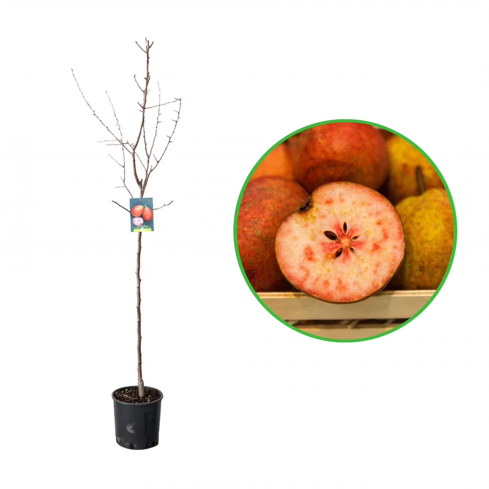 Par Cocomerina, Pyrus Communis