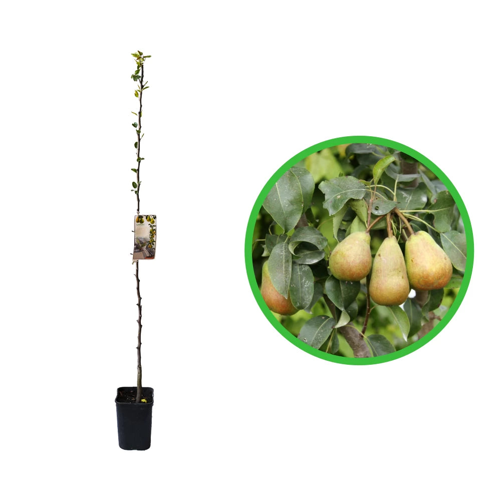 Par Columnar, Pyrus Communis