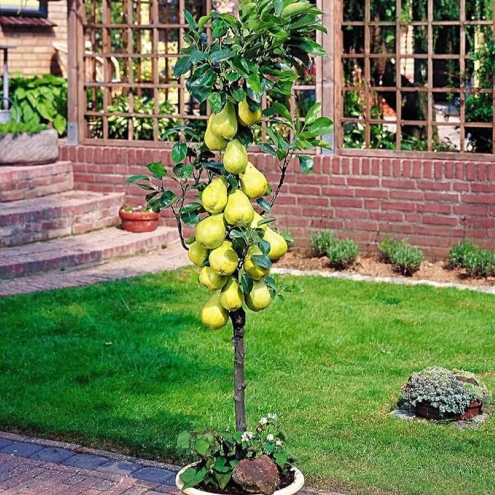 Par Columnar, Pyrus Communis