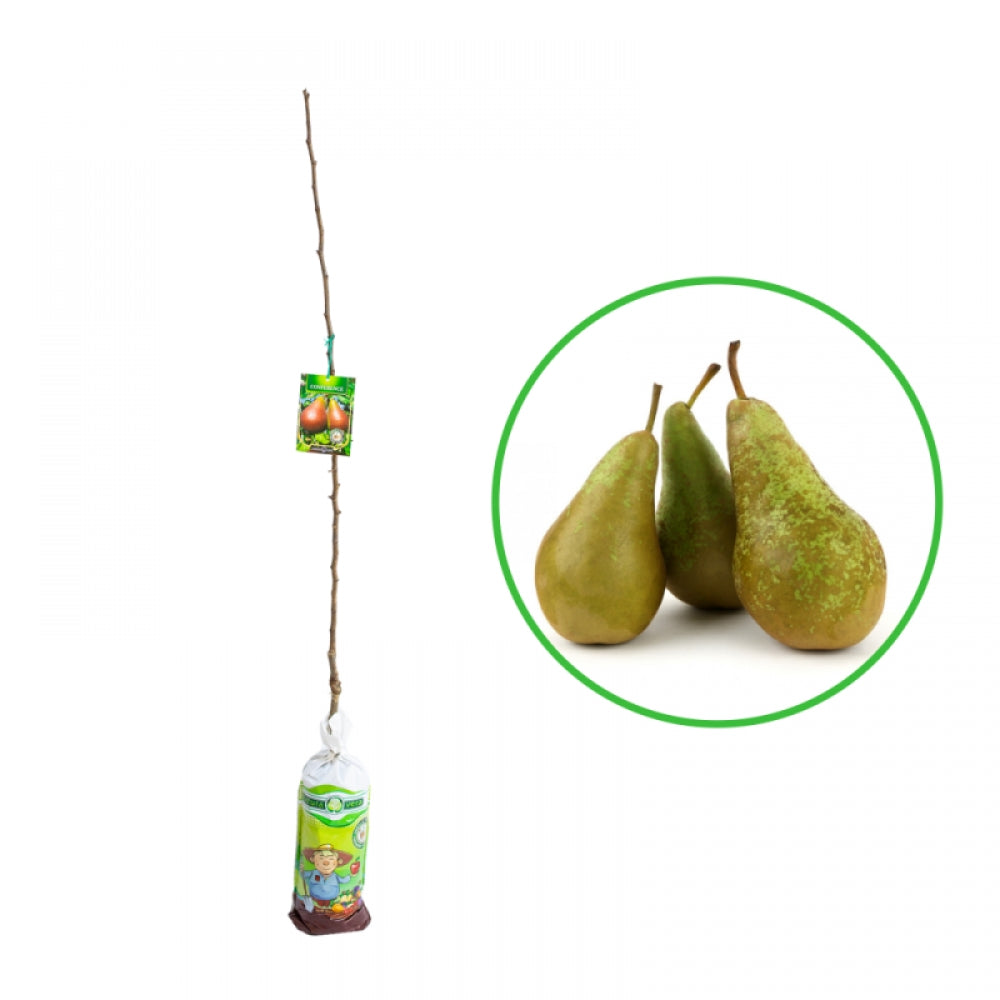 Par Conference, Pyrus Communis