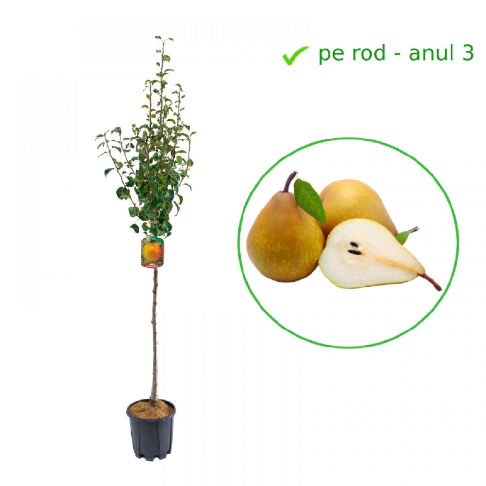 Par Decana del Comizio, Pyrus Communis