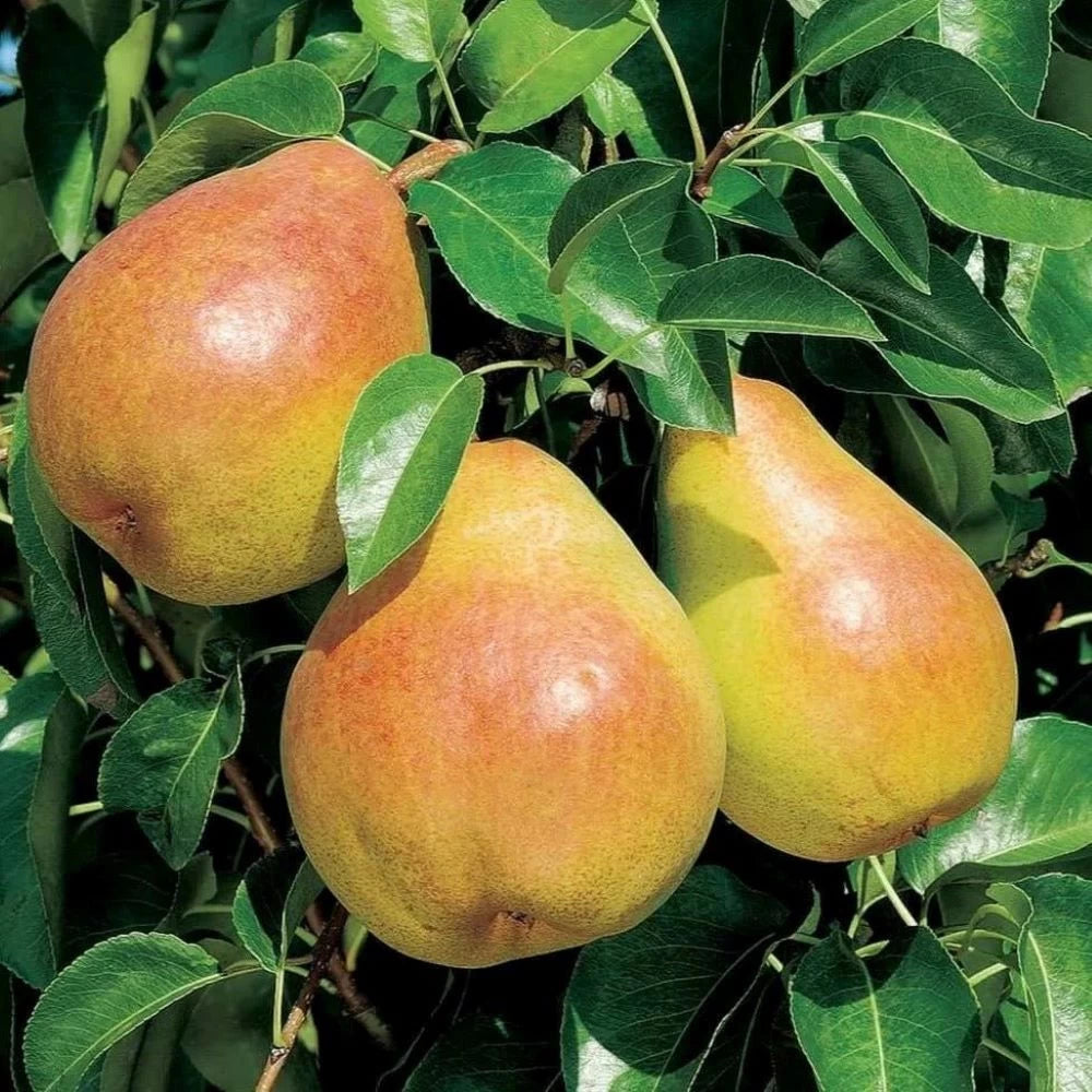 Par Decana del Comizio, Pyrus Communis