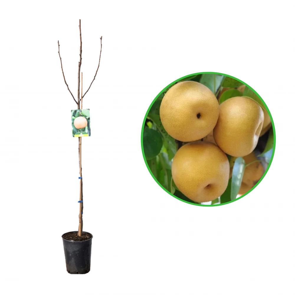 Par Asiatic Nashi Hosui, Pyrus Pyrifolia