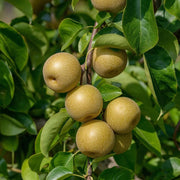 Par Asiatic Nashi Hosui, Pyrus Pyrifolia
