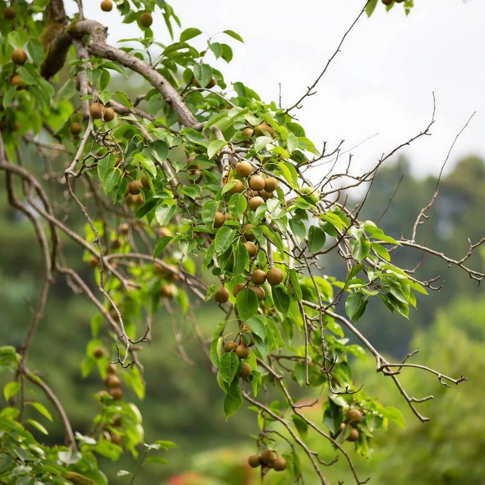 Par Asiatic Nashi Hosui, Pyrus Pyrifolia