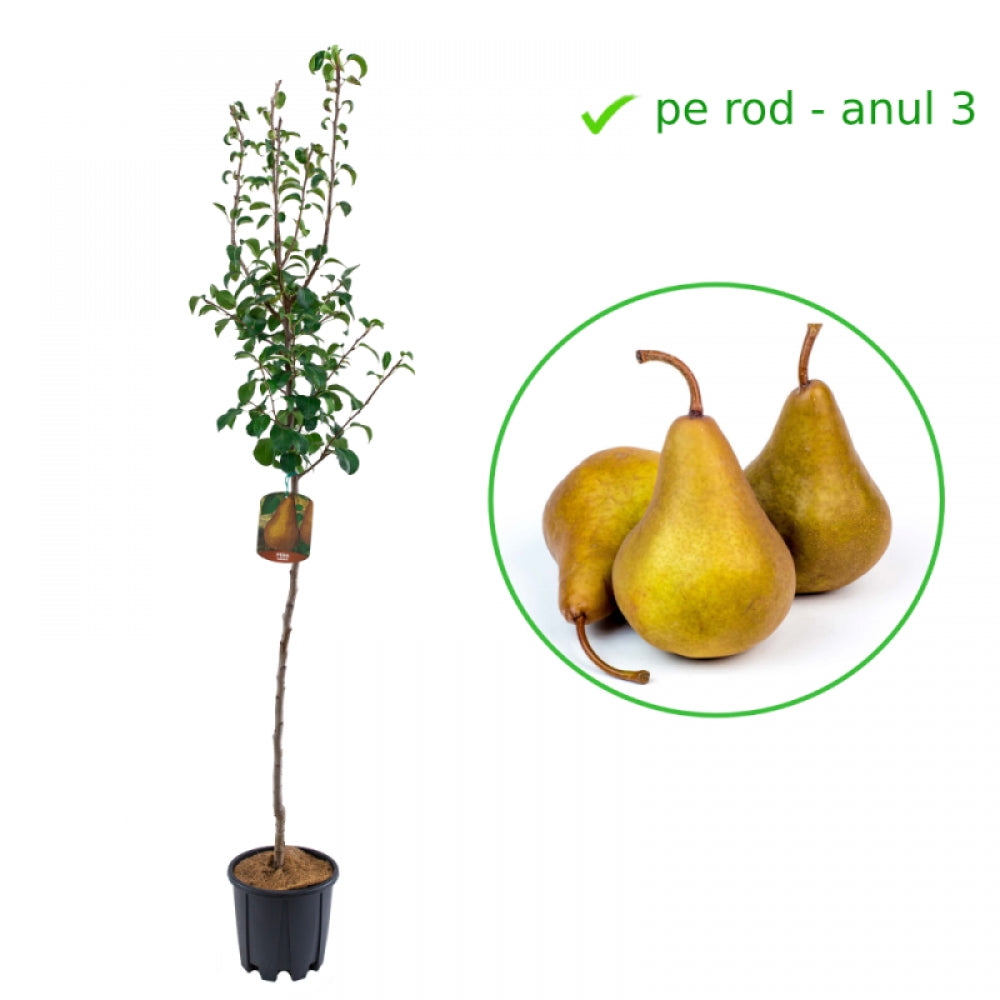 Par Kaiser, Pyrus Communis