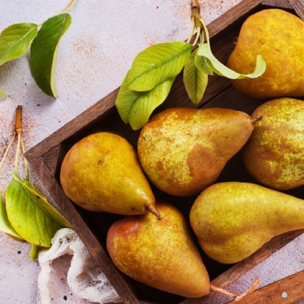 Par Kaiser, Pyrus Communis