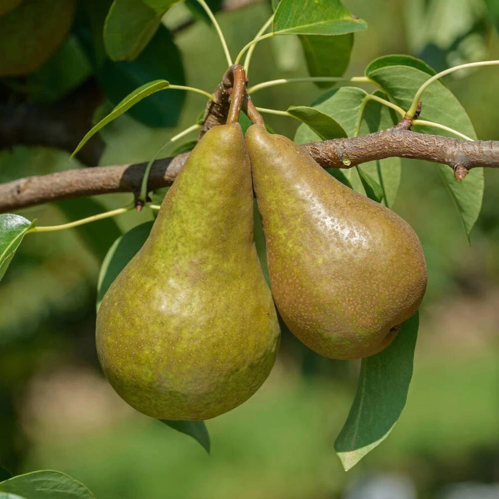 Par Kaiser, Pyrus Communis