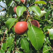 Par Moscatello, Pyrus Communis
