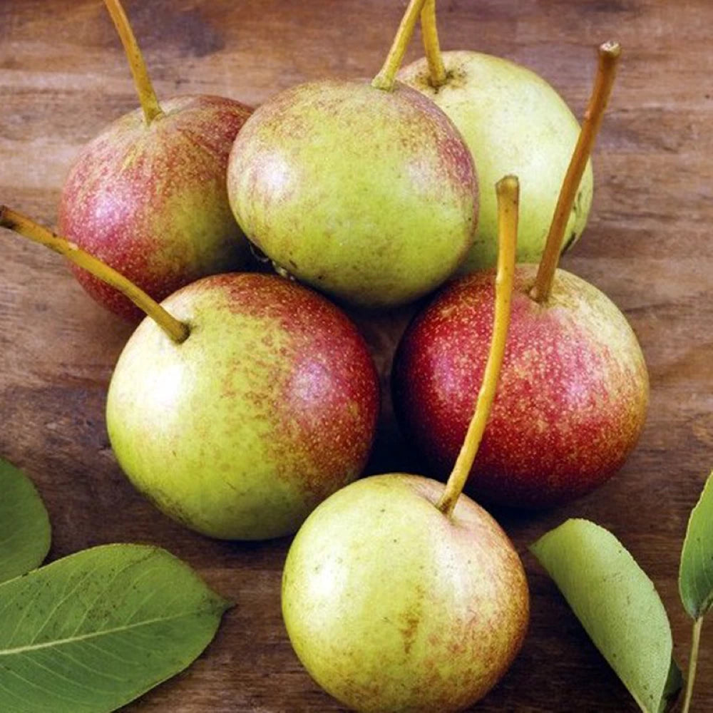 Par Moscatello, Pyrus Communis