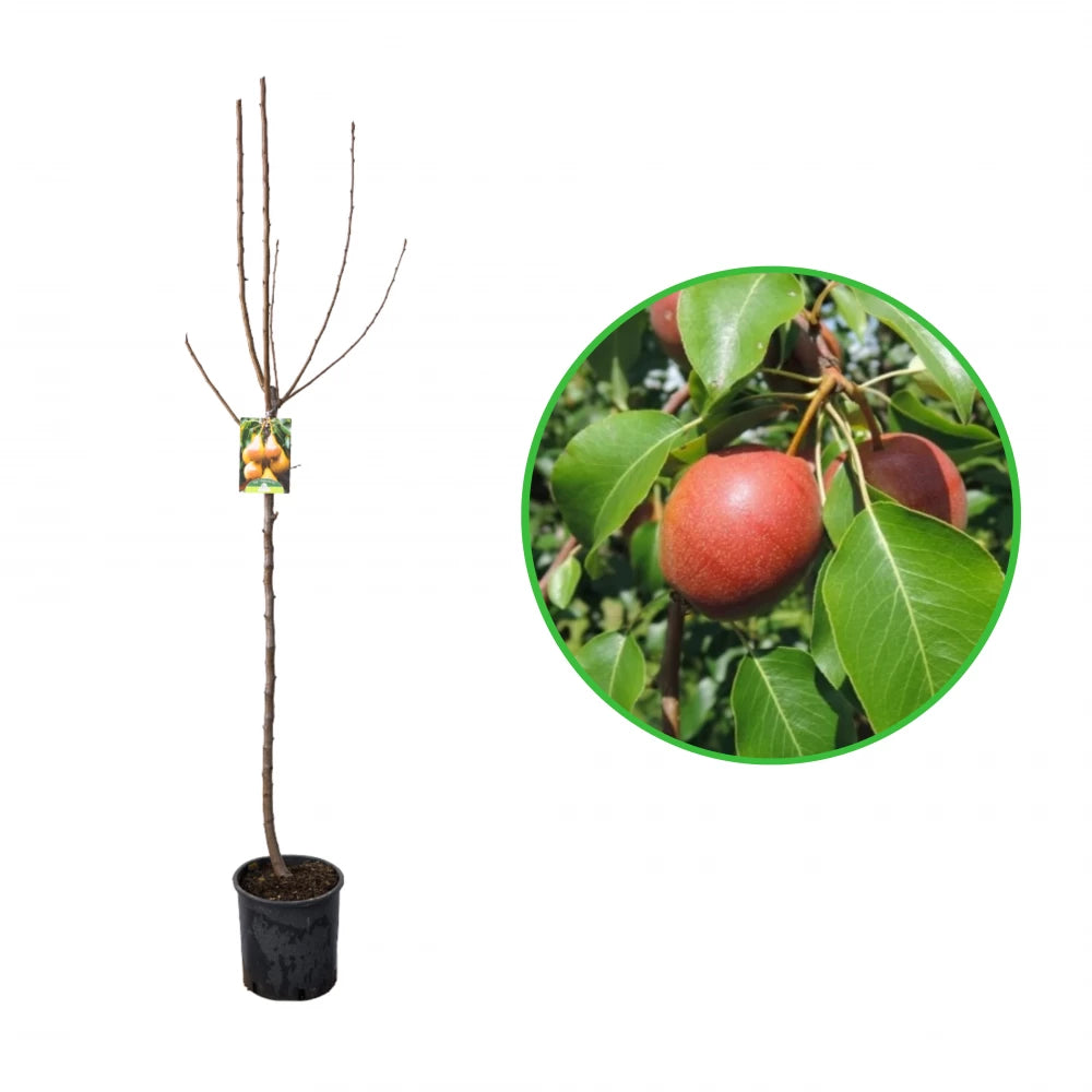 Par Moscatello, Pyrus Communis