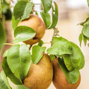 Par Passe Crassane, Pyrus Communis