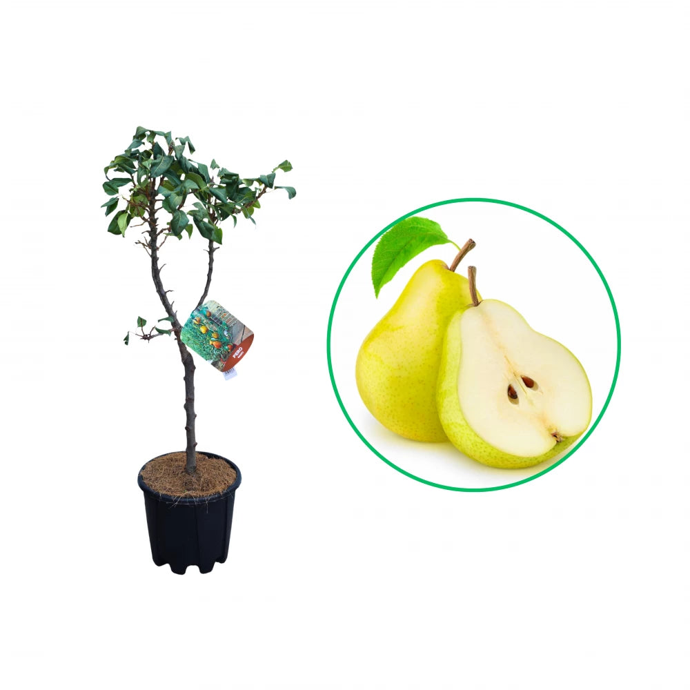 Par Pitic, Pyrus Communis