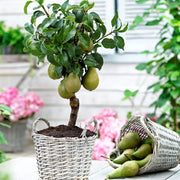 Par Pitic, Pyrus Communis