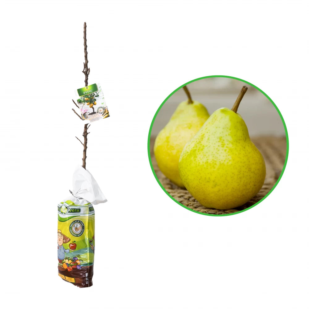 Par Pitic, Pyrus Communis