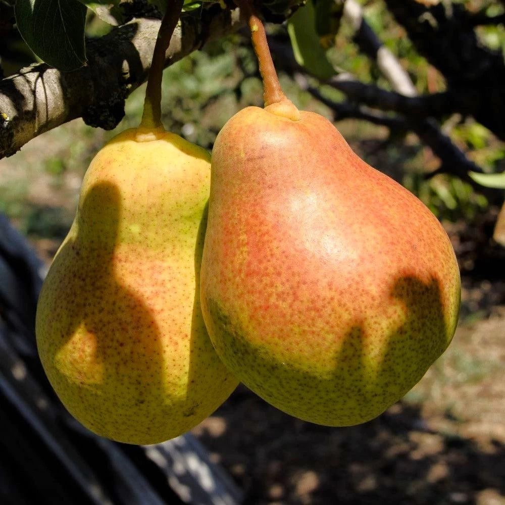 Par Precoce di Fiorano, Pyrus Communis