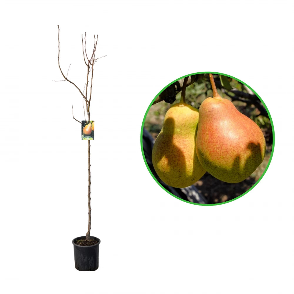 Par Precoce di Fiorano, Pyrus Communis