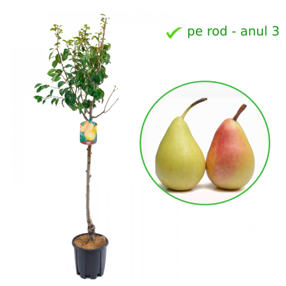 Par Precoce Morettini, Pyrus Communis