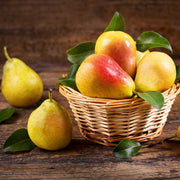 Par Precoce Morettini, Pyrus Communis