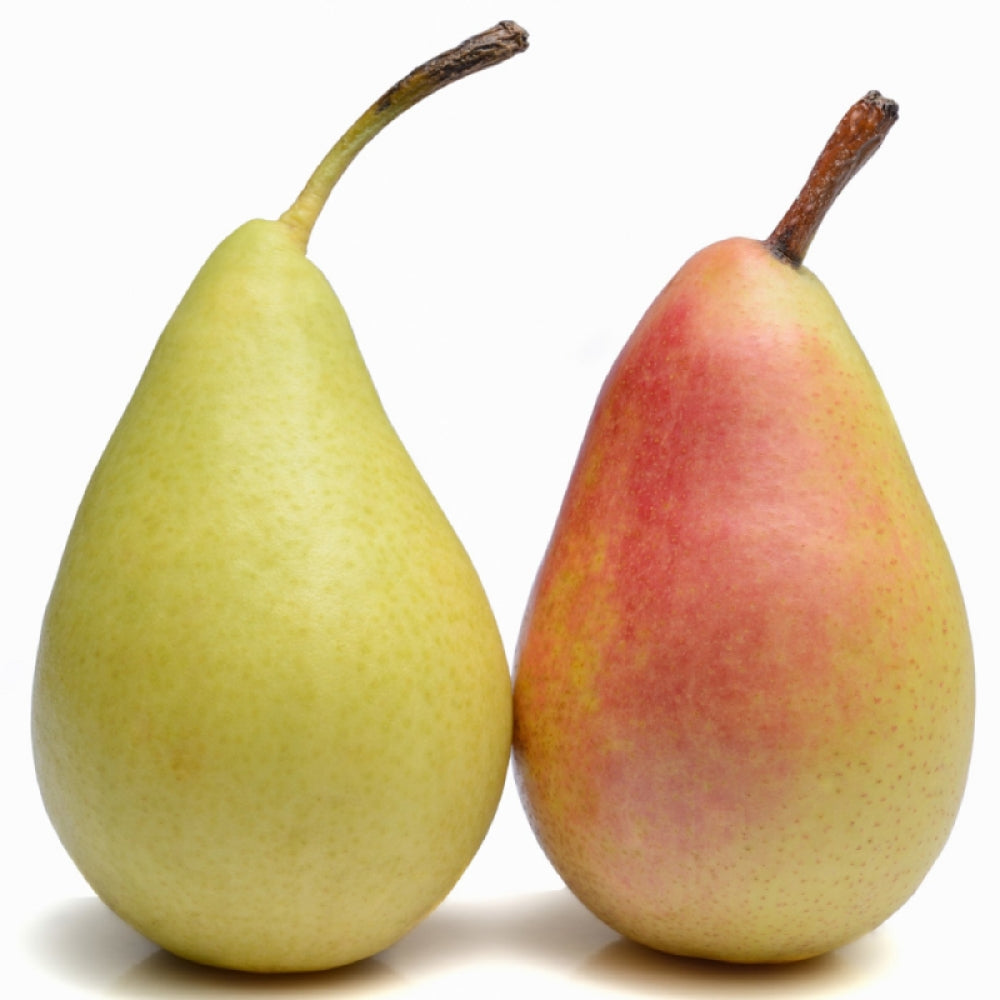 Par Precoce Morettini, Pyrus Communis