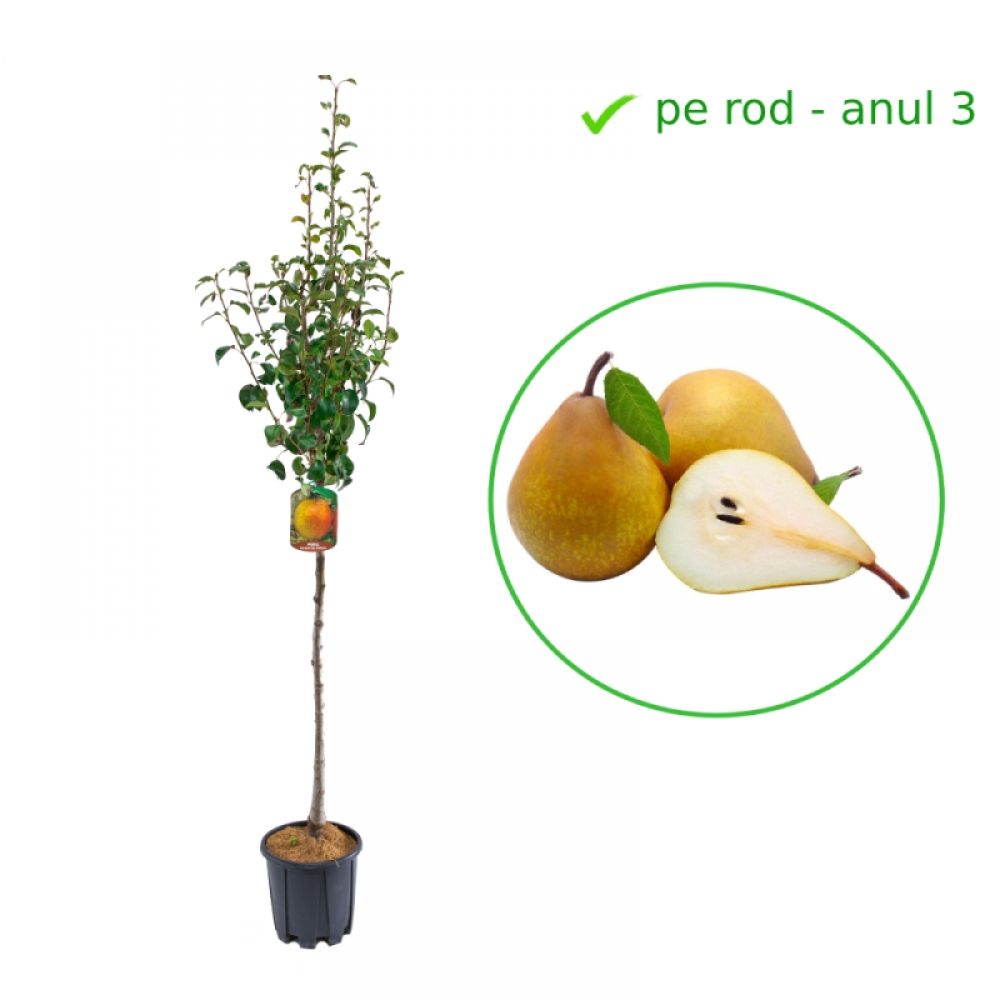 Par Coscia, Pyrus Communis