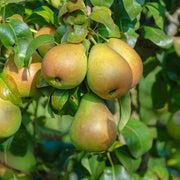 Par San Piero, Pyrus Communis