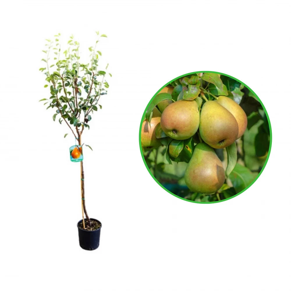 Par San Piero, Pyrus Communis