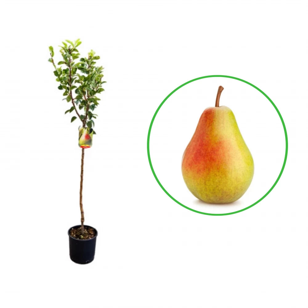 Par Santa Maria, Pyrus Communis