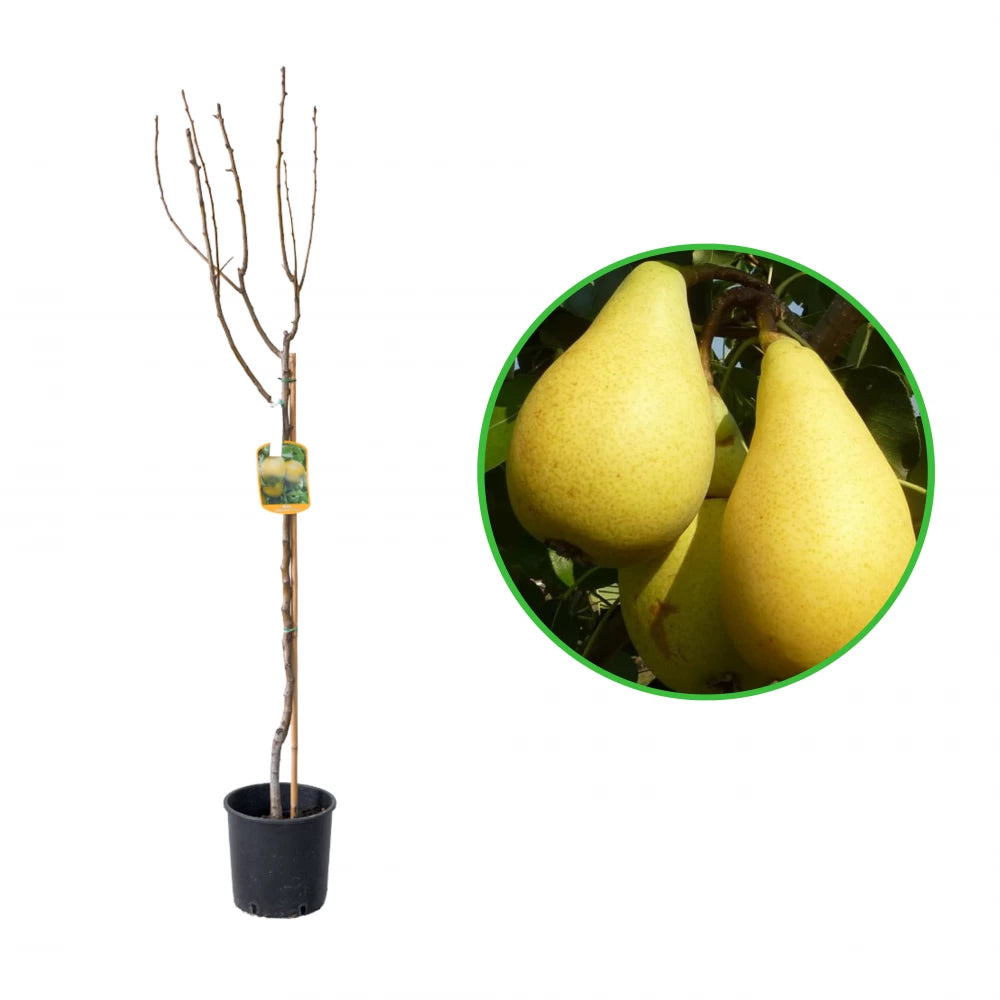 Par Spadona, Pyrus Communis