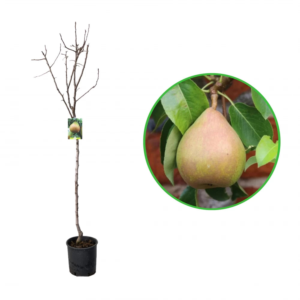 Par Supertino, Pyrus Communis