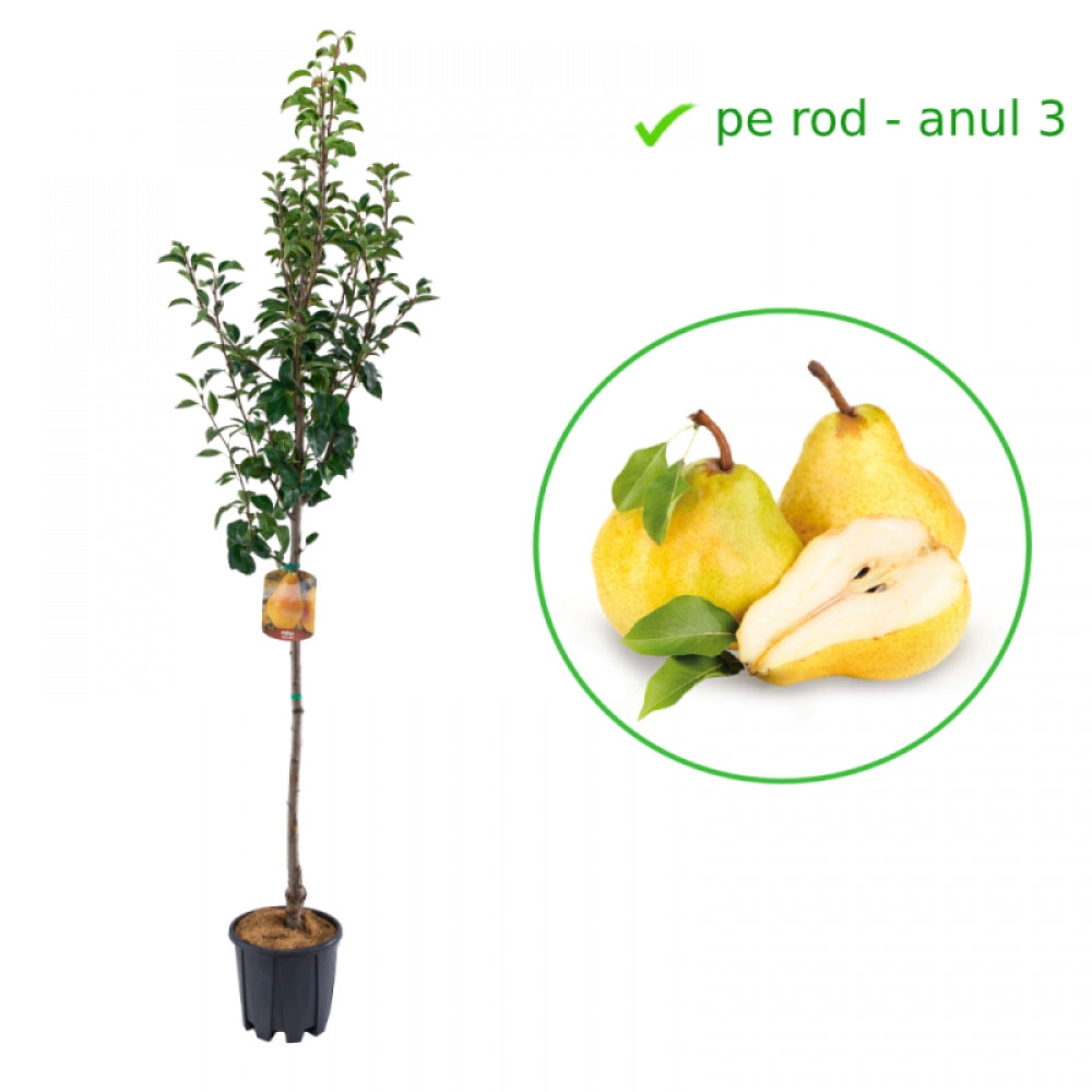 Par Williams Alb, Pyrus Communis