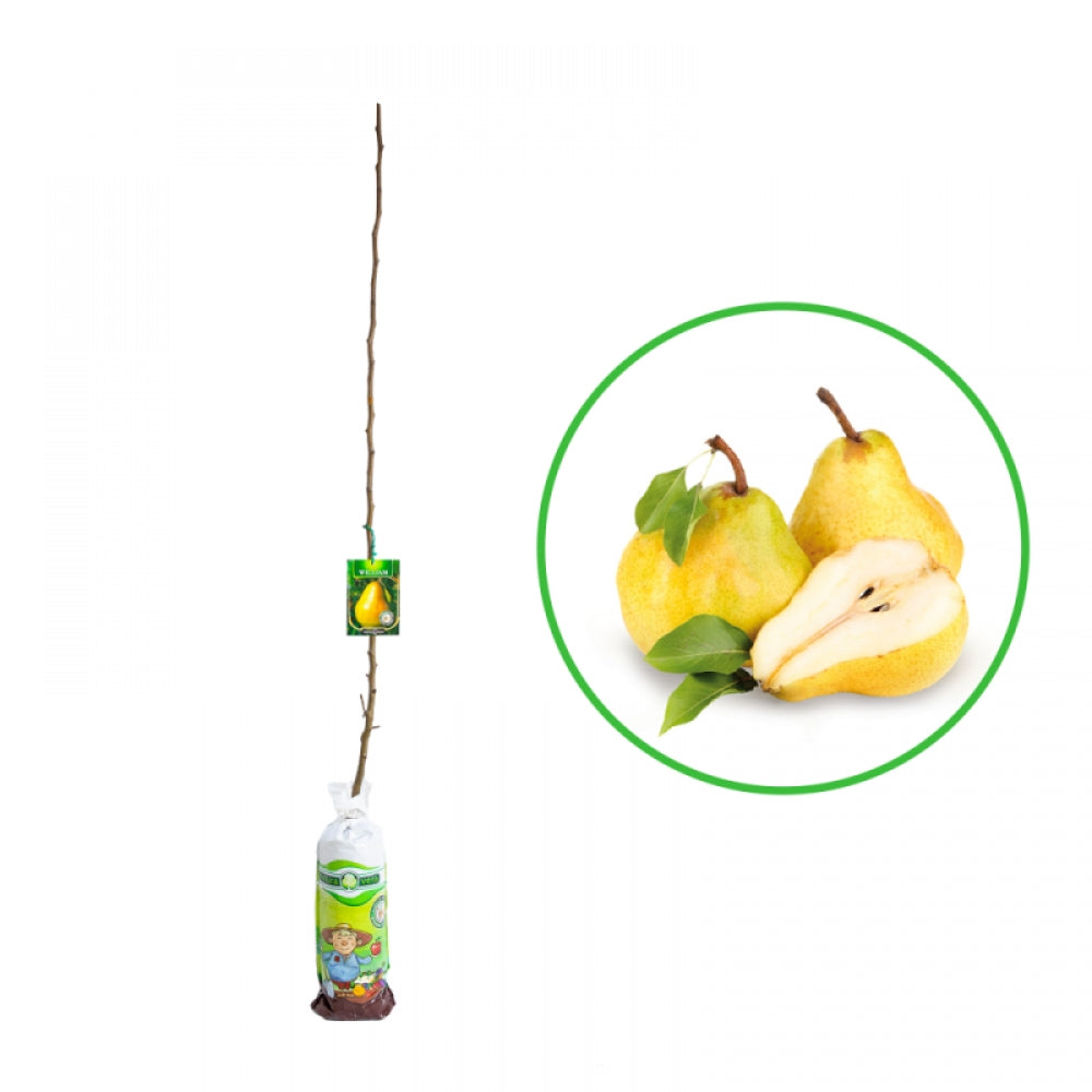 Par Williams Alb, Pyrus Communis