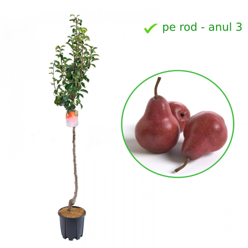 Par Williams Rosu, Pyrus Communis