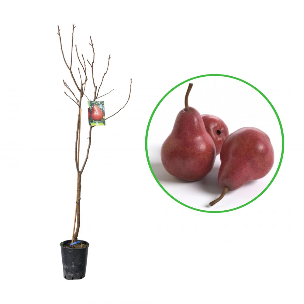 Par Williams Rosu, Pyrus Communis