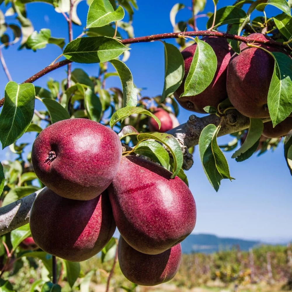 Par Williams Rosu, Pyrus Communis