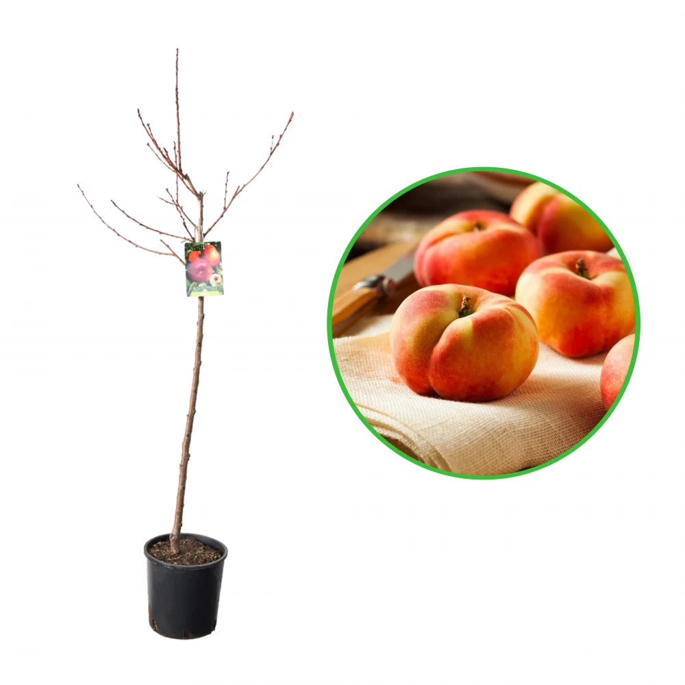 Piersic Plat Saturn, Prunus Persica