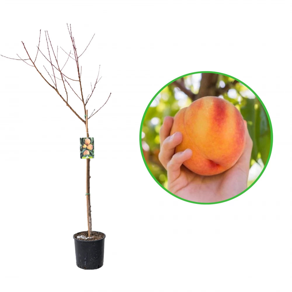 Piersic Botto Bianco, Prunus Persica, pulpa alba